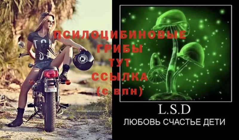 Галлюциногенные грибы Psilocybe  Касли 